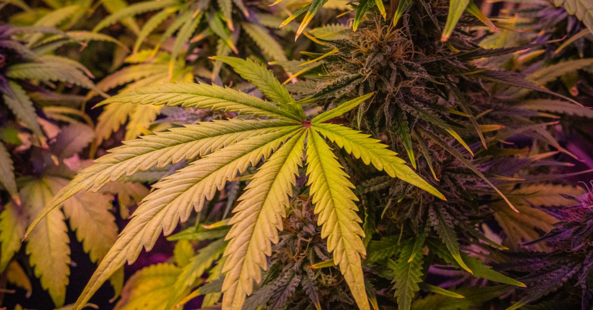 Close-up view of lush cannabis plants showcasing detailed leaves and buds.